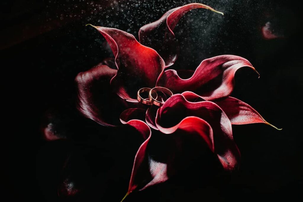 Wedding rings nestled among deep red calla lilies against darkness
