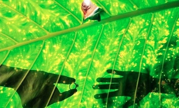 Hands with rings silhouetted behind a bright green leaf