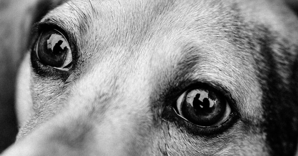 Primer plano en blanco y negro de un perro con una pareja reflejada en sus ojos