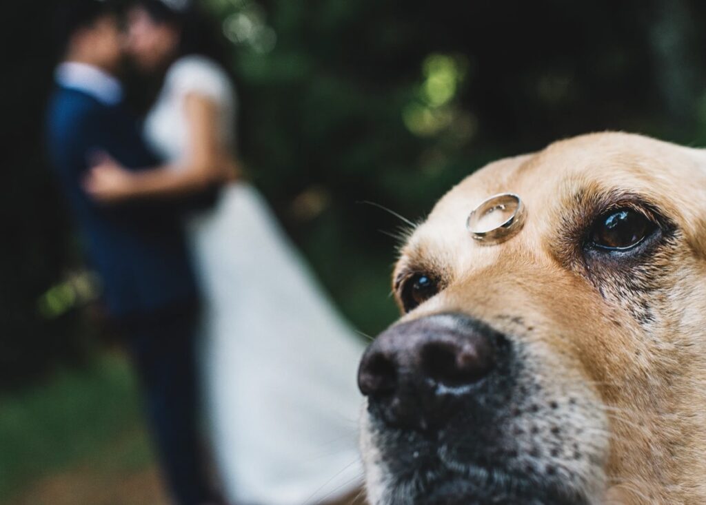 Perro con alianzas sobre la frente y los novios desenfocados al fondo